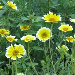 A vibrant group of yellow Tidy Tips flowers with white edges, surrounded by green foliage.