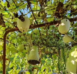 Giant Gourd