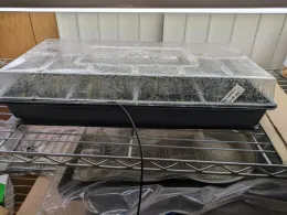 Seedlings inside humidity dome.