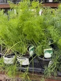 Feathery, frond-like plants in 3