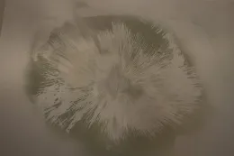 Spores fill a piece of paper, creating an image of mushroom gills.
