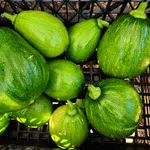 Squash_Summer_Taot Bat Put_UCMG of CCC-150