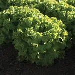 Lettuce_Bergams Green Lettuce_Johnny's Selected Seeds, johnnyseeds.com-150
