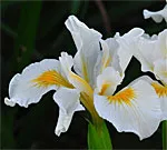 Douglas Iris