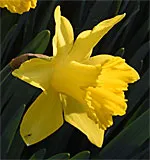 Daffodil