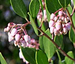 Manzanita
