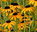 Rudbeckia Goldsturm