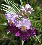 Chilopsis Desert Willow