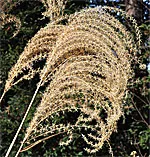 Miscanthus