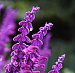 Salvia leucantha