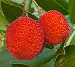 Arbutus
