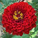 zinnia