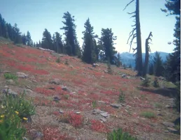 Davis' Knotweed, a prominent subalpine plant, drying early. (Image from Art Shapiro's slide show)