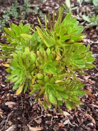 Aeonium arboreum (Tree aeonium). Laura Kling