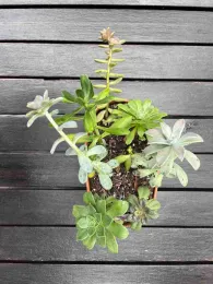 A selection of succulents including sempervivum at front left and a few ghostly graptopetalums. J.C. Lawrence