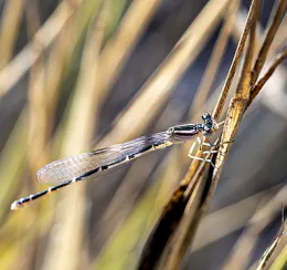 Damselfly in the wetlands. (Photo by Geoffrey Attardo)