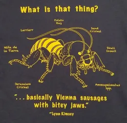 This is the Bohart Museum's t-shirt spotlighting the Jerusalem cricket. It is the work of UC Davis student Allen Chew, artist, and is designed by Professor Fran Keller of Folsom Lake College, a Bohart Museum scientist and a UC Davis doctoral alumna. (Photo by Kathy Keatley Garvey)