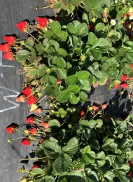 Abundant strawberries on plants in an organic field