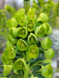 Flowering head of Euphorbia characias. Jeanette Alosi