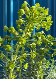 Close-up of Euphorbia Characias flower bracts. J.C. Lawrence