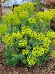 Euphorbia characias in full bloom. Jeanette Alosi