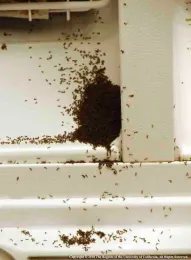 Dead Argentine ants in a household freezer. UC ANR publication 3524. Courtesy of the UC Regents
