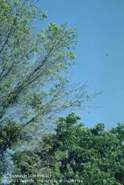 A tree branch losing it's leaves.