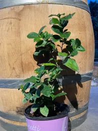 Tea plant in container.