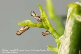 Adults feed on and deposit eggs on the newly developing citrus flush.