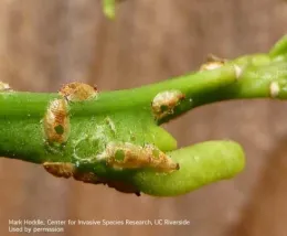 Asian citrus psyllid 