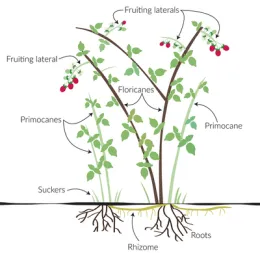 Parts of a raspberry plant, University of Minnesota Extension