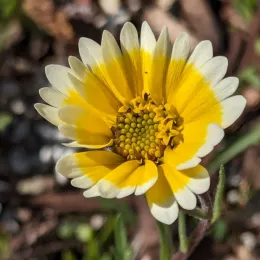 Tidy tips (Layia platyglossa)