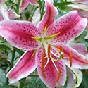 stargazer lily