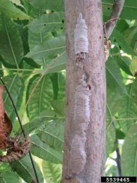Spotted lanternfly egg masses. Photo by Kenneth R. Law, USDA APHIS PPQ, Bugwood.org