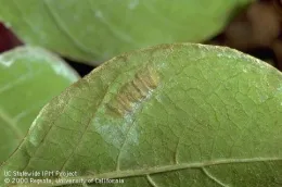 Glassy winged sharpshooter eggs. Photo by Jack Kelly Clark, UC IPM.