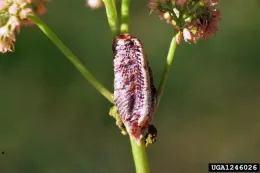 Carolina mantid egg mass. Photo by Whitney Cranshaw, Colorado State University, Bugwood.org