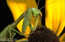 Adult Mediterranean mantis. Photo by Jack Kelly Clark, UC IPM.