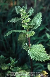 Burning nettle, Urtica urens, flowering stem. Credit: Joseph M. DiTomaso