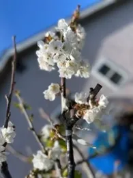 photos by Tina Saravia