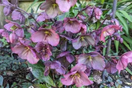 Rose colored flowers