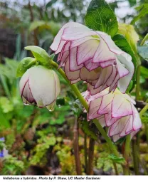 White Flower with pink edges
