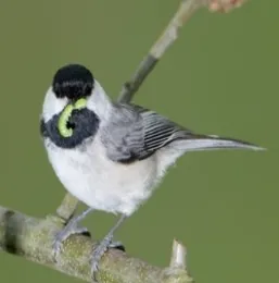 Bird with insect in it's mouth