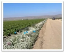 An insectary strip at Kelley Ranch in Kings City CA (Braga Fresh)
