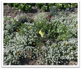 An insectary strip treated with an augmentative release of Orius insidious