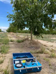 A pressure bomb sits on the ground next to young walnut trees in an orchard