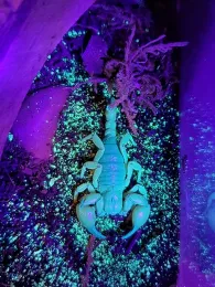 Emma Jochim's pet scorpion, Annie, under ultraviolet lights.