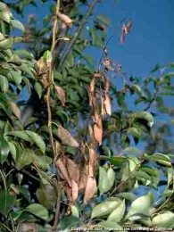 Tree shoots killed by fire blight. Jack Kelly Clark, UC, IPM