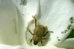 Beetle on a white rose damaged by it.