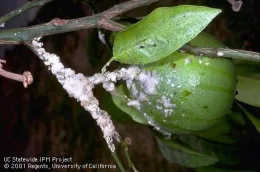 Cottony cushion scale on citrus
