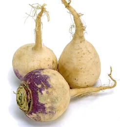 Rutabaga UMass Amherst